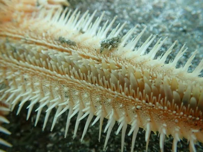 Astropecten polyacanthus