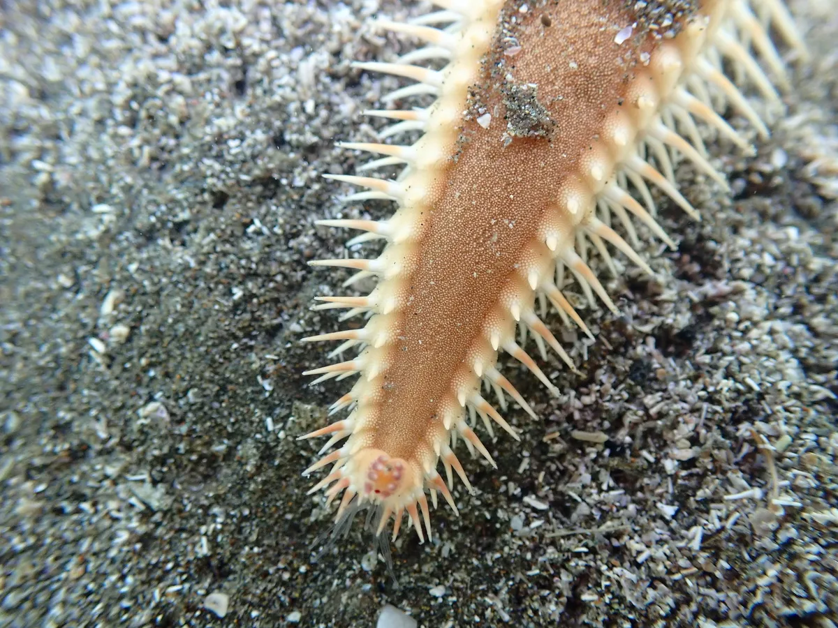 Astropecten polyacanthus