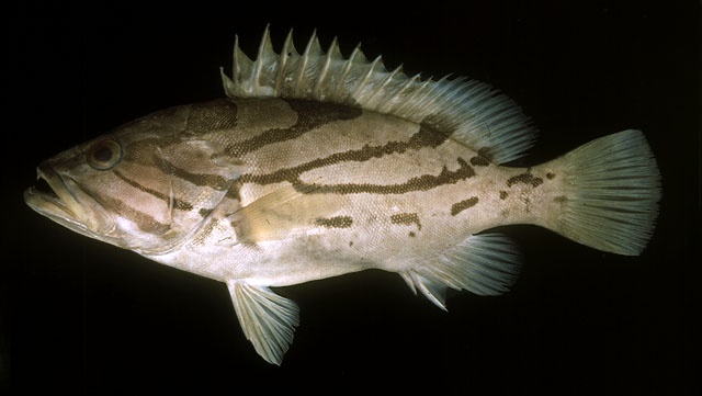 Comet Grouper