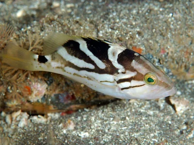 Comet Grouper