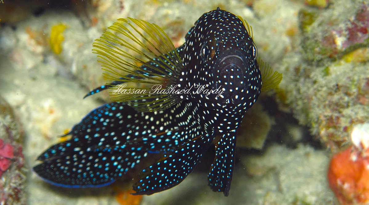 Comet Fish - Calloplesiops Altivelis