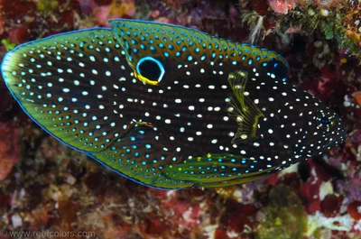 Calloplesiops altivelis