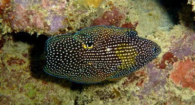 Calloplesiops altivelis