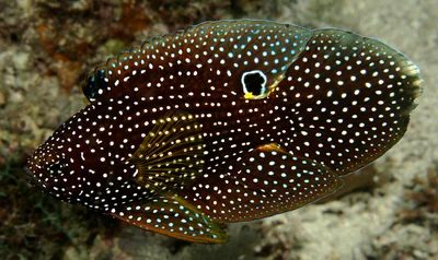 Calloplesiops altivelis (Comet or Marine Betta, Augenfleck-Mirakelbarsch), Romblon Island, Philippines