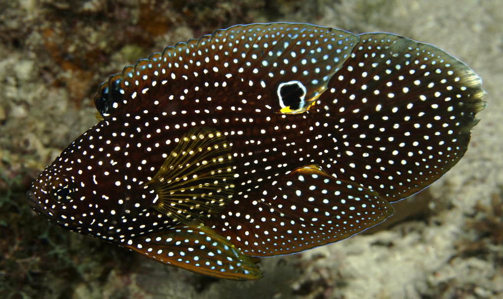 Calloplesiops altivelis (Comet or Marine Betta, Augenfleck-Mirakelbarsch), Romblon Island, Philippines