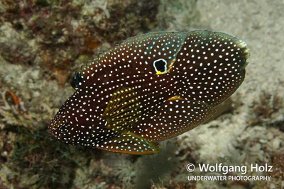 Calloplesiops altivelis (Augenfleck-Mirakelbarsch), scuba diving (Tauchen), Romblon Island, Philippines