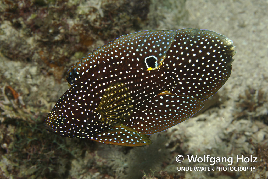 Calloplesiops altivelis (Augenfleck-Mirakelbarsch), scuba diving (Tauchen), Romblon Island, Philippines