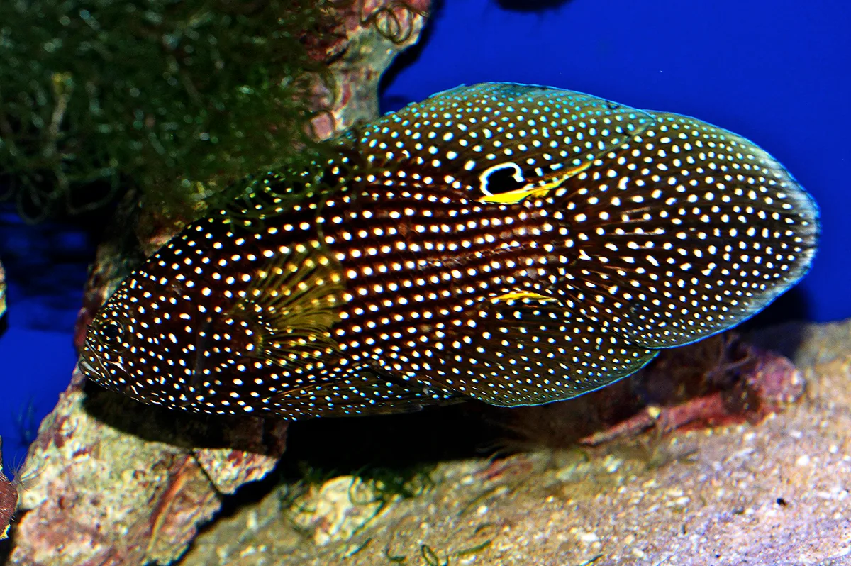 Marine Betta aka Comet                      AQA16