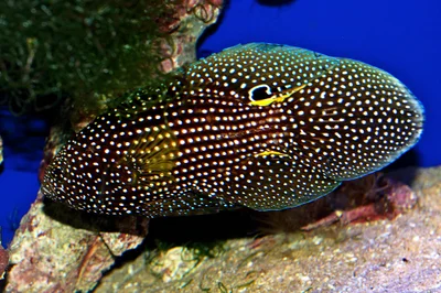 Marine Betta aka Comet                      AQA16