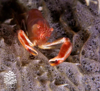Commensal Sponge Shrimp
