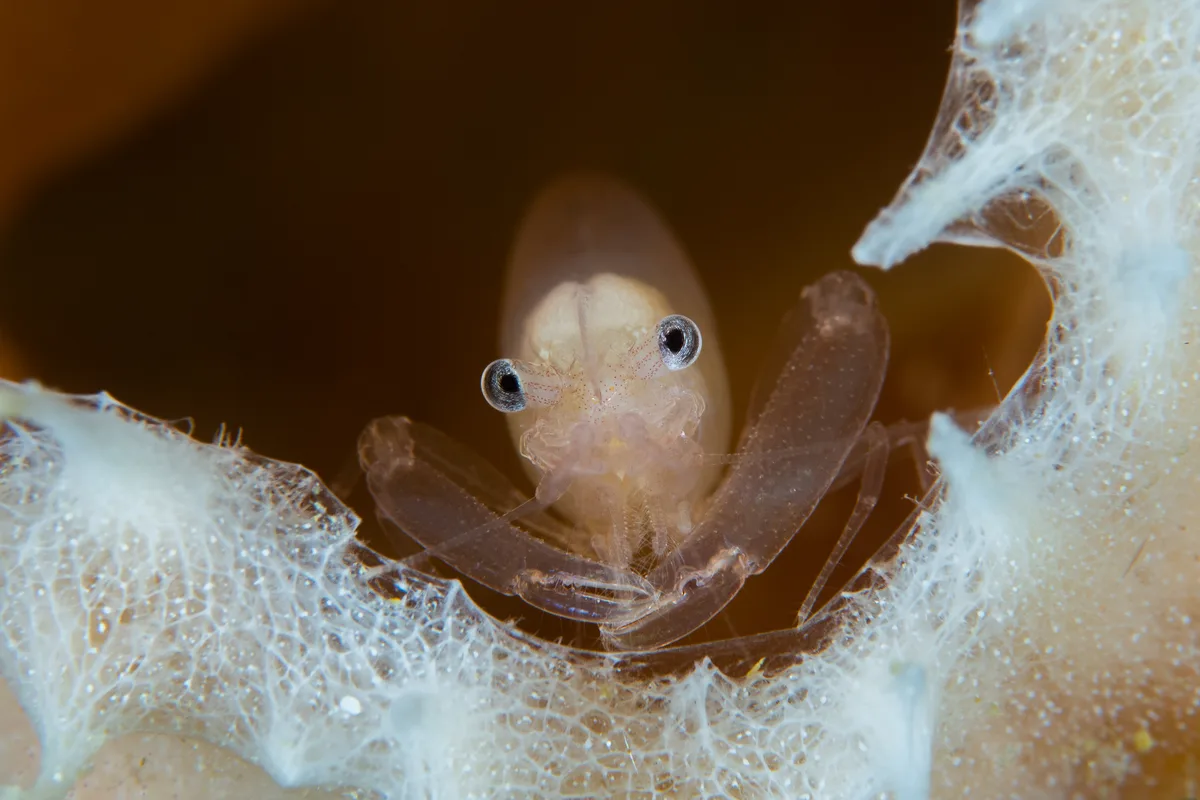 Commensal Sponge Shrimp