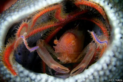 Commensal Sponge Shrimp