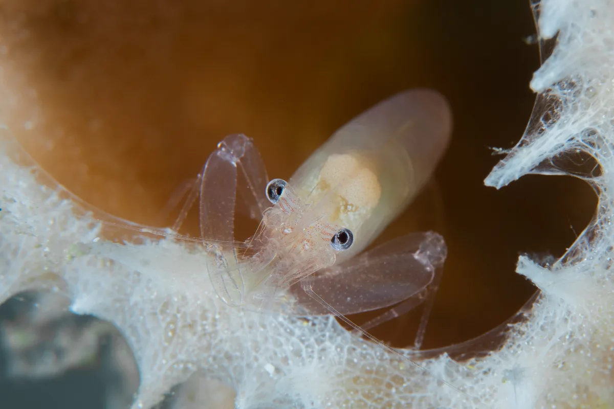 Commensal Sponge Shrimp / Thaumastocaris streptopus