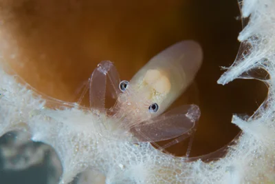 Commensal Sponge Shrimp / Thaumastocaris streptopus