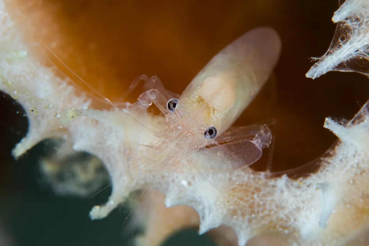 Commensal Sponge Shrimp / Thaumastocaris streptopus