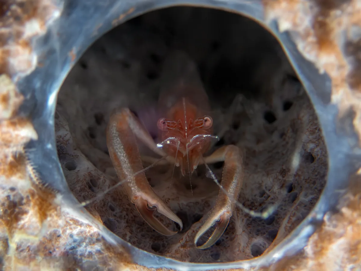 Thaumastocaris streptopus(Commensal Sponge Shrimp)海綿槍蝦