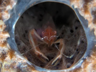 Thaumastocaris streptopus（Commensal Sponge Shrimp）海綿槍蝦