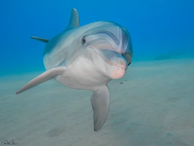 Bottlenose Dolphin - Tursiops truncatus