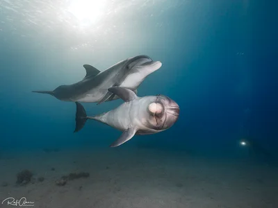 Bottlenose Dolphin - Tursiops truncatus