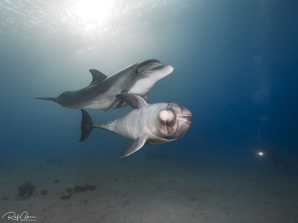 Bottlenose Dolphin - Tursiops truncatus