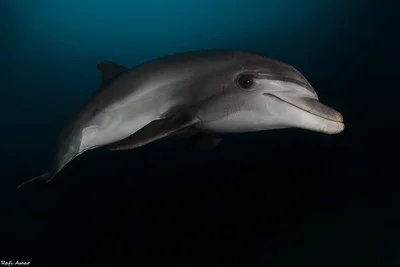 Bottlenose Dolphin - Tursiops truncatus