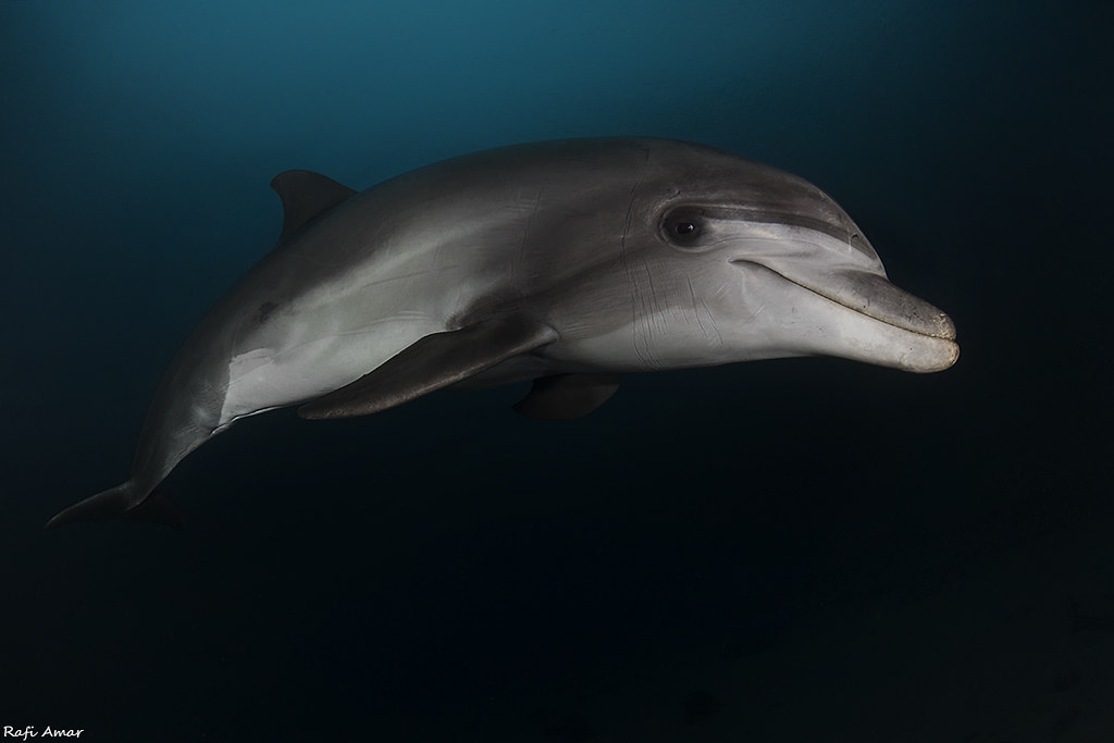 Bottlenose Dolphin - Tursiops truncatus