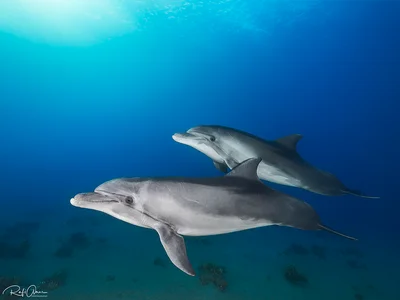 Bottlenose Dolphin - Tursiops truncatus