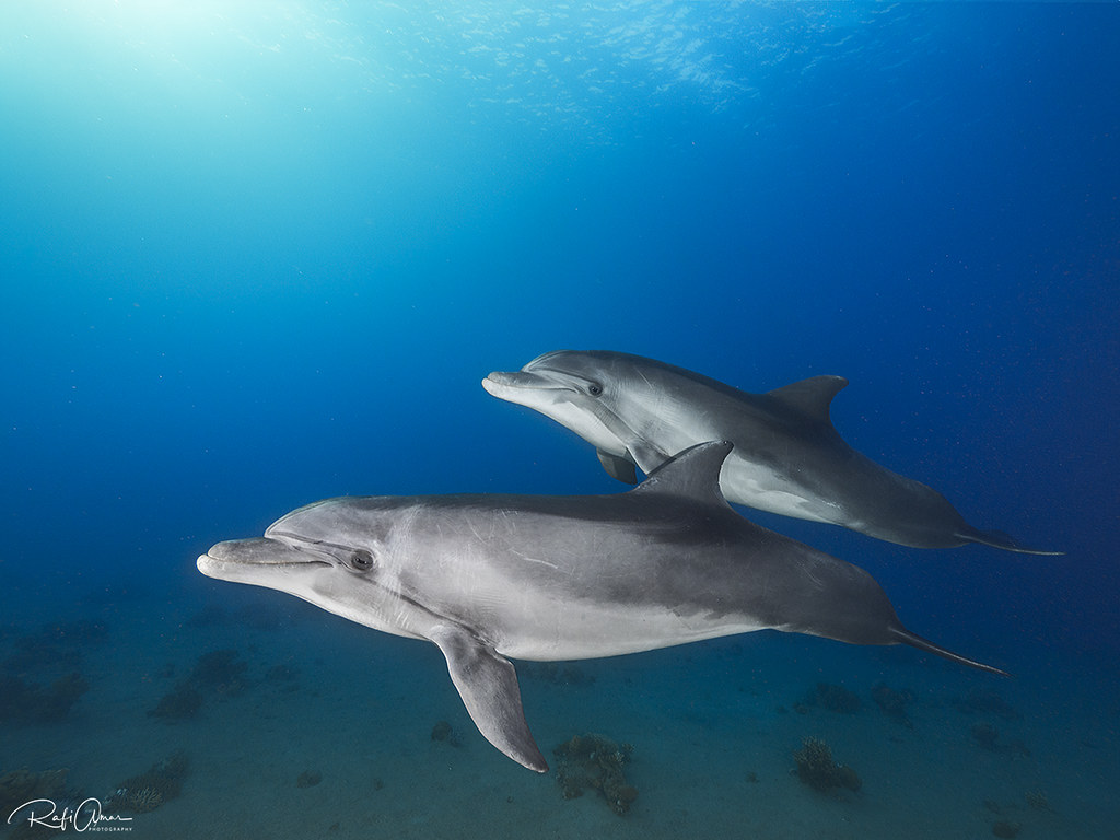 Bottlenose Dolphin - Tursiops truncatus