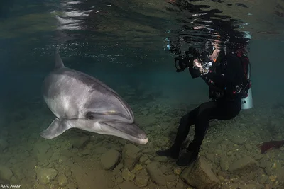 Bottlenose Dolphin - Tursiops truncatus