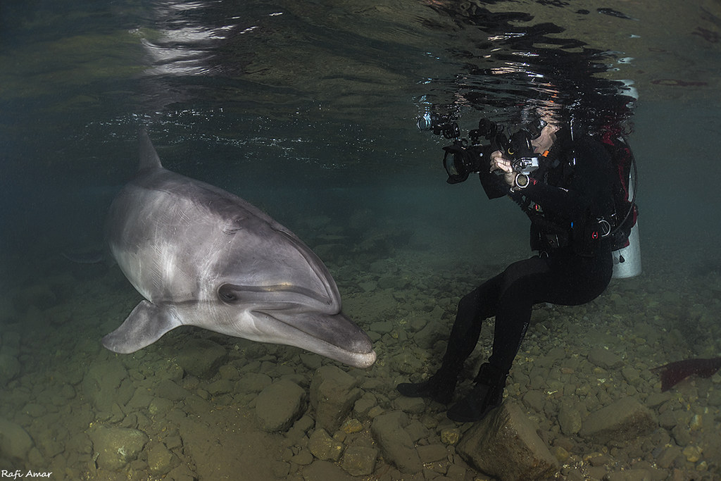 Bottlenose Dolphin - Tursiops truncatus