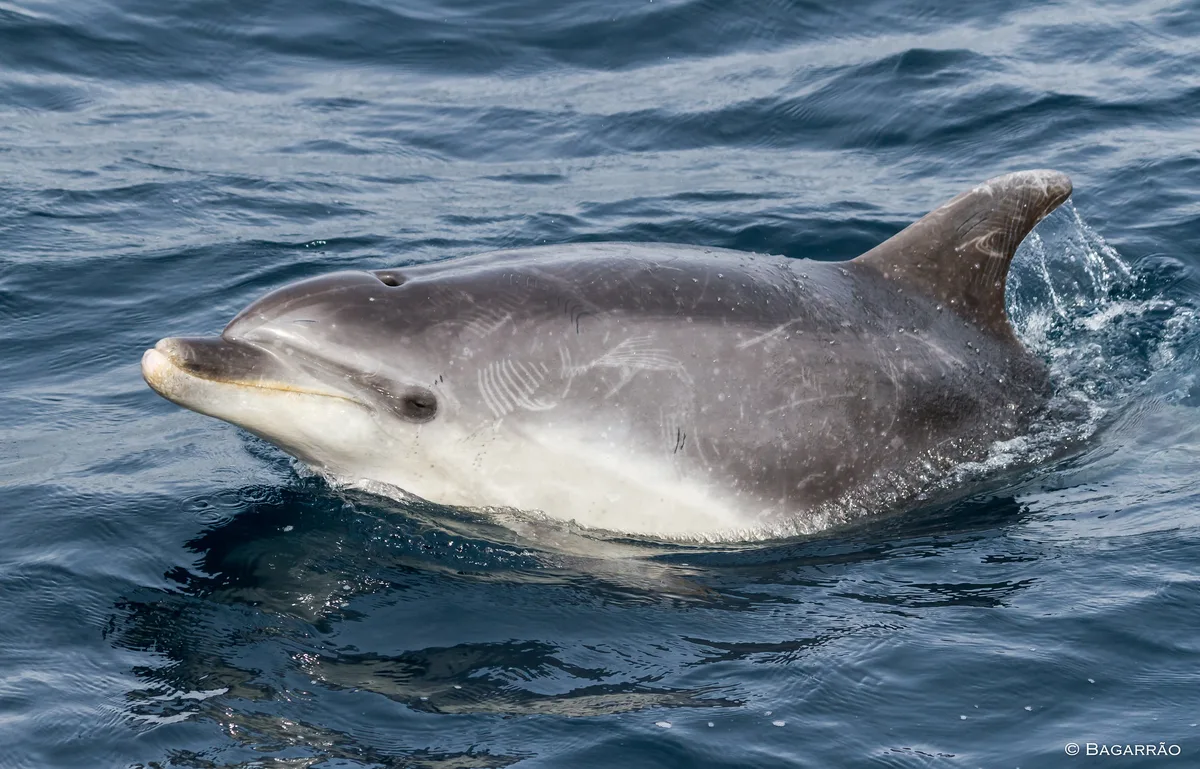 Golfinho-roaz | Bottlenose dolphin (Tursiops truncatus)