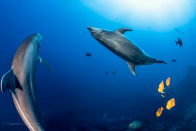Tursiops truncatus
