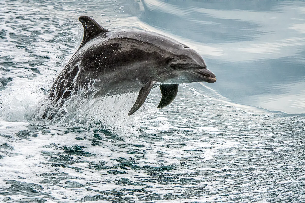 Leaping From  the Sea