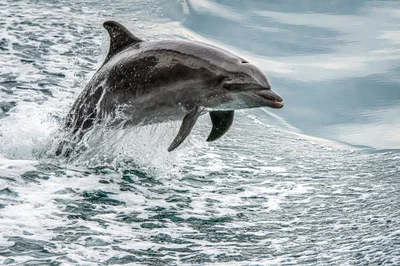 Leaping From  the Sea