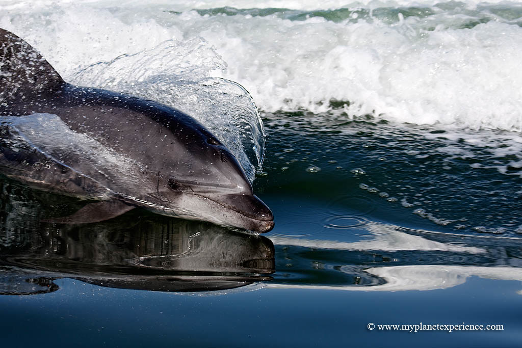 Dolphin