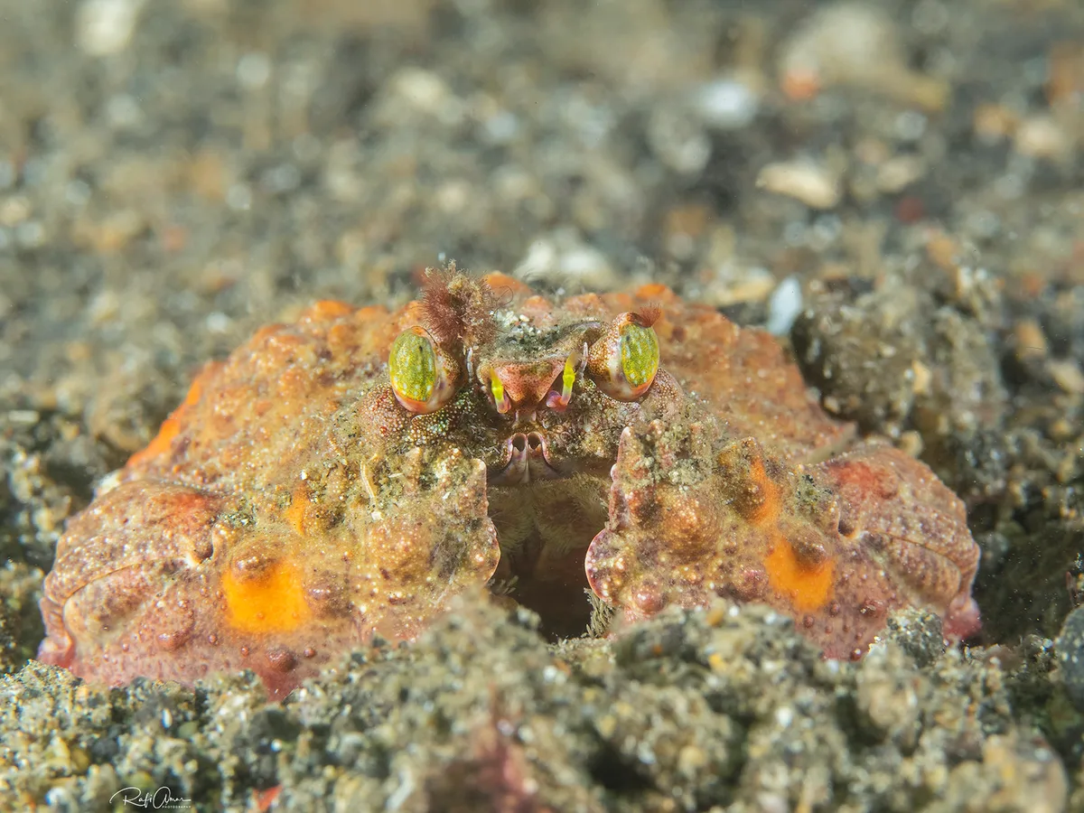 Two-horn Box Crab - Calappa bicornis