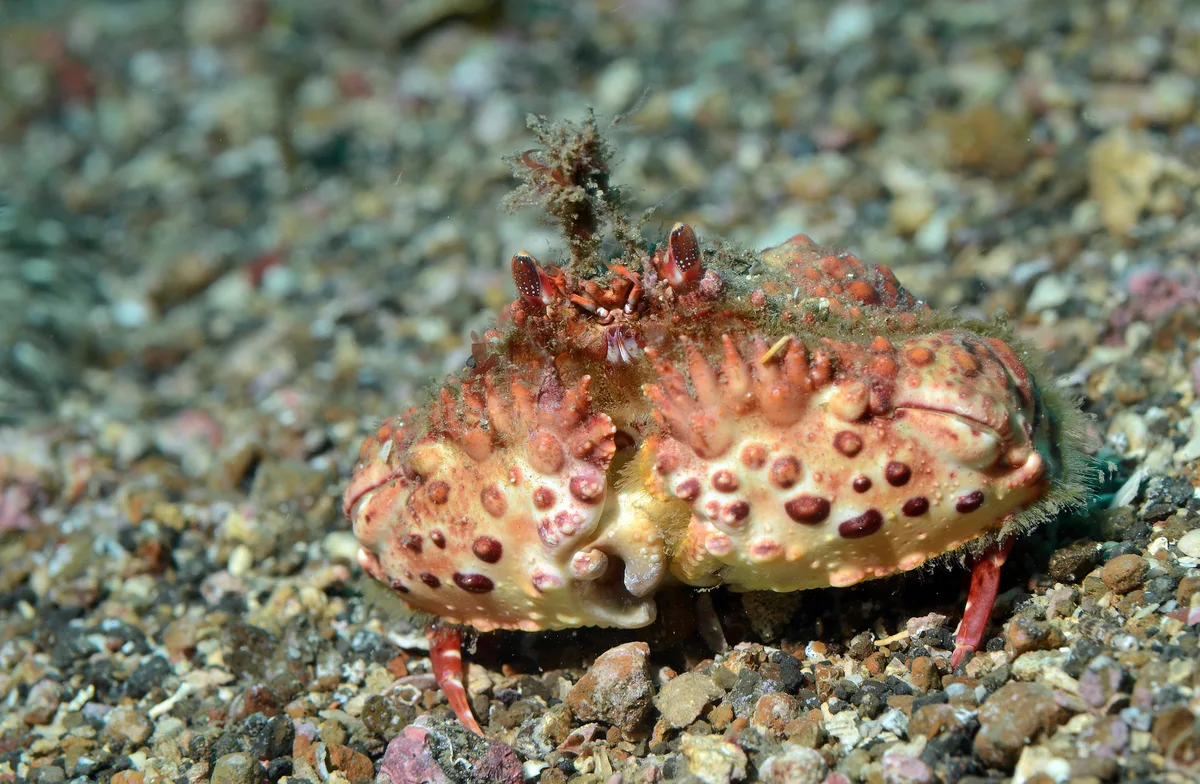 Calappa bicornis 12 1123