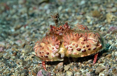 Calappa bicornis 12 1123
