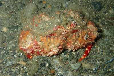 Two Horn Box Crab - Calappa bicornis