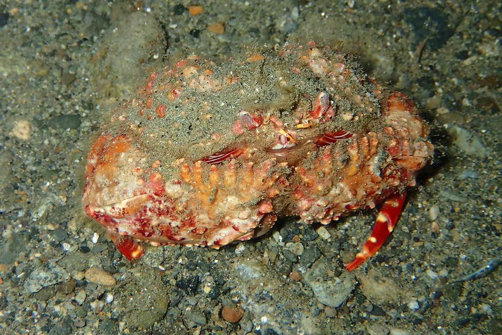 Two Horn Box Crab - Calappa bicornis