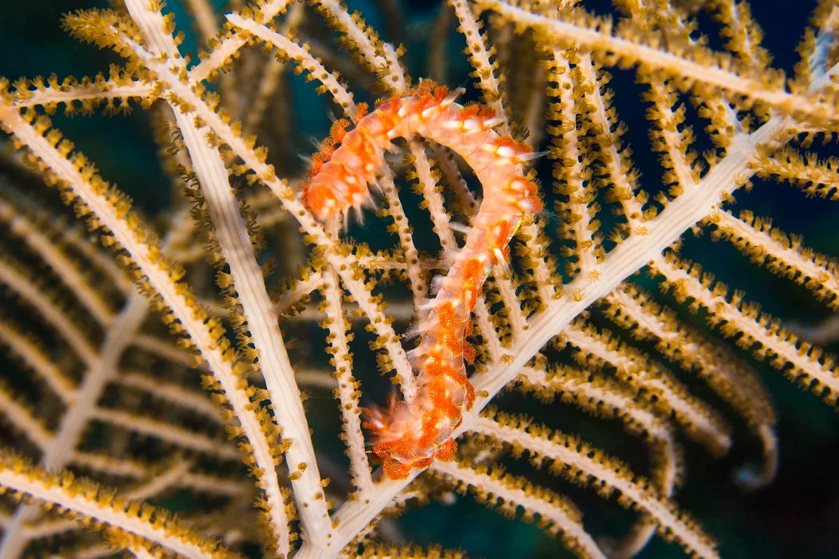 firewormNov24-16