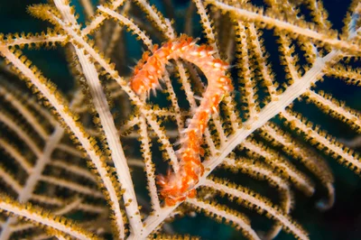 firewormNov24-16