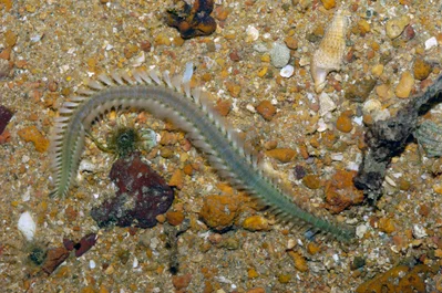 Reef bristleworm (Eurythoe complanata)
