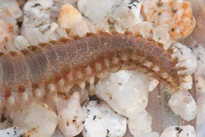 Common Fireworm, Eurythoe complanata