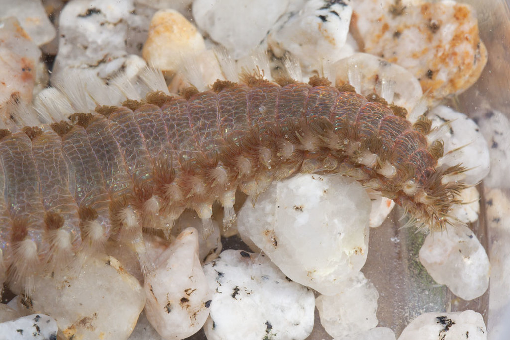 Common Fireworm, Eurythoe complanata