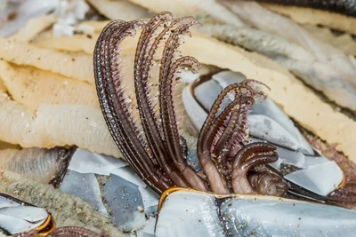 Lepas anatifera, Pelagic Goose Barnacle, Cirri