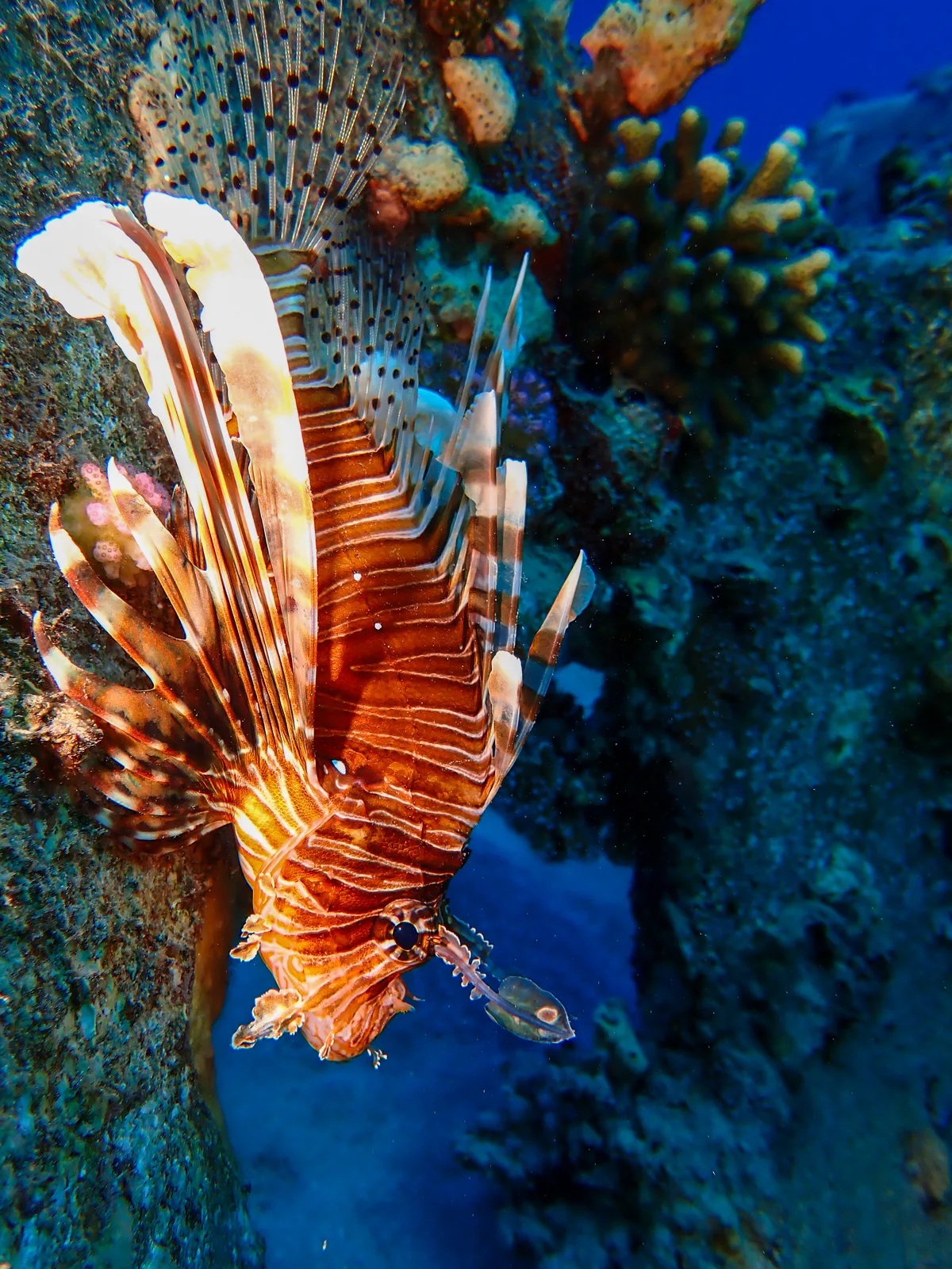 Common Lionfish