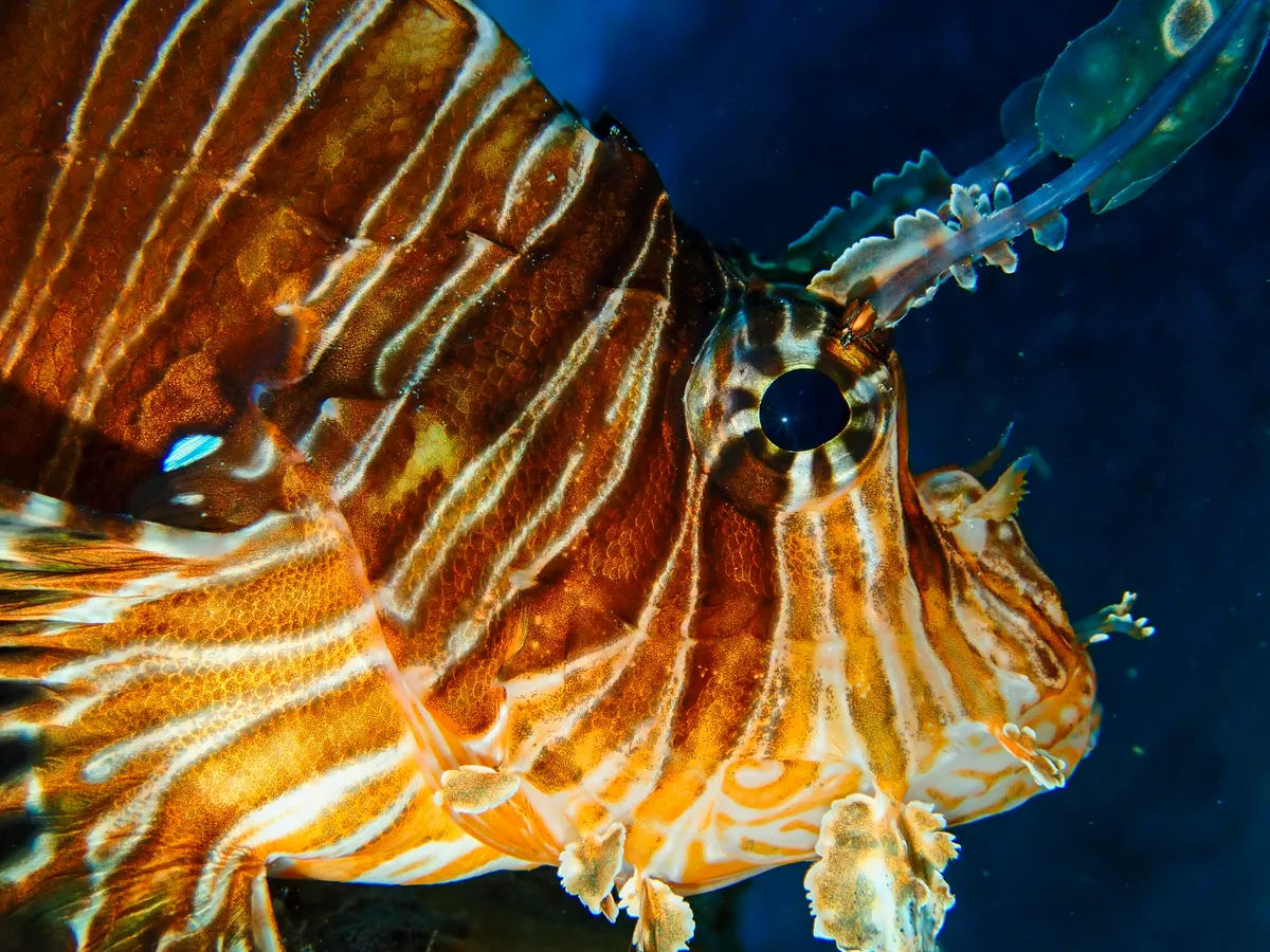 Common Lionfish