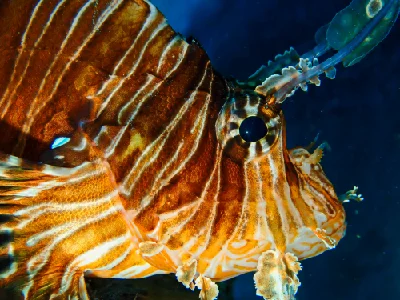 Common Lionfish