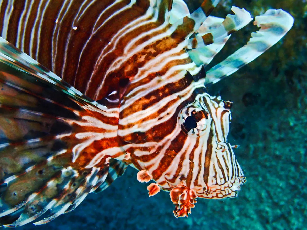 Common Lionfish